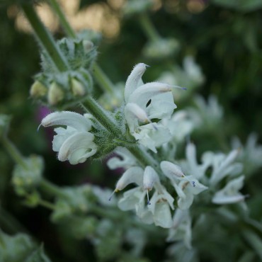 Salvia sclarea 'Vatican White'