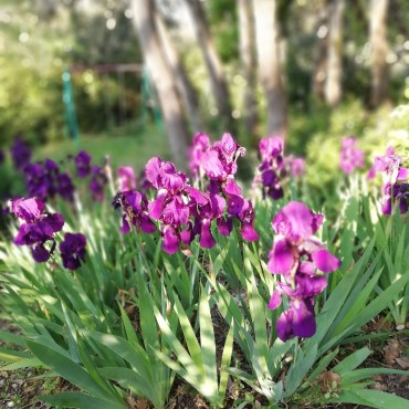 Iris germanica bleu/violet