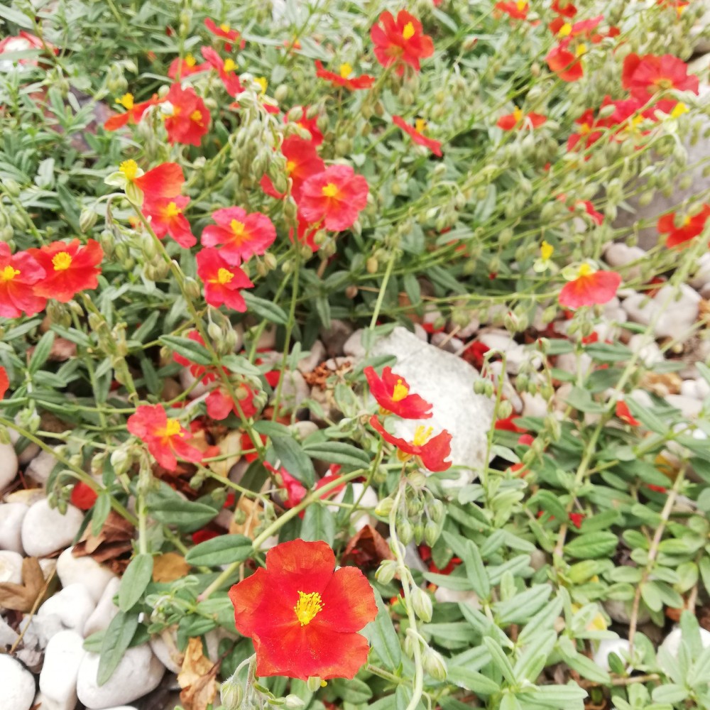 JDA Helianthemum ‘Fire Dragon’