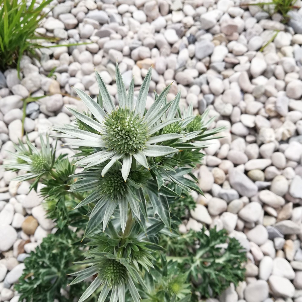 JDA Eryngium bourgatii