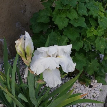 Iris germanica blanc