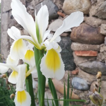 Iris sibirica blanc