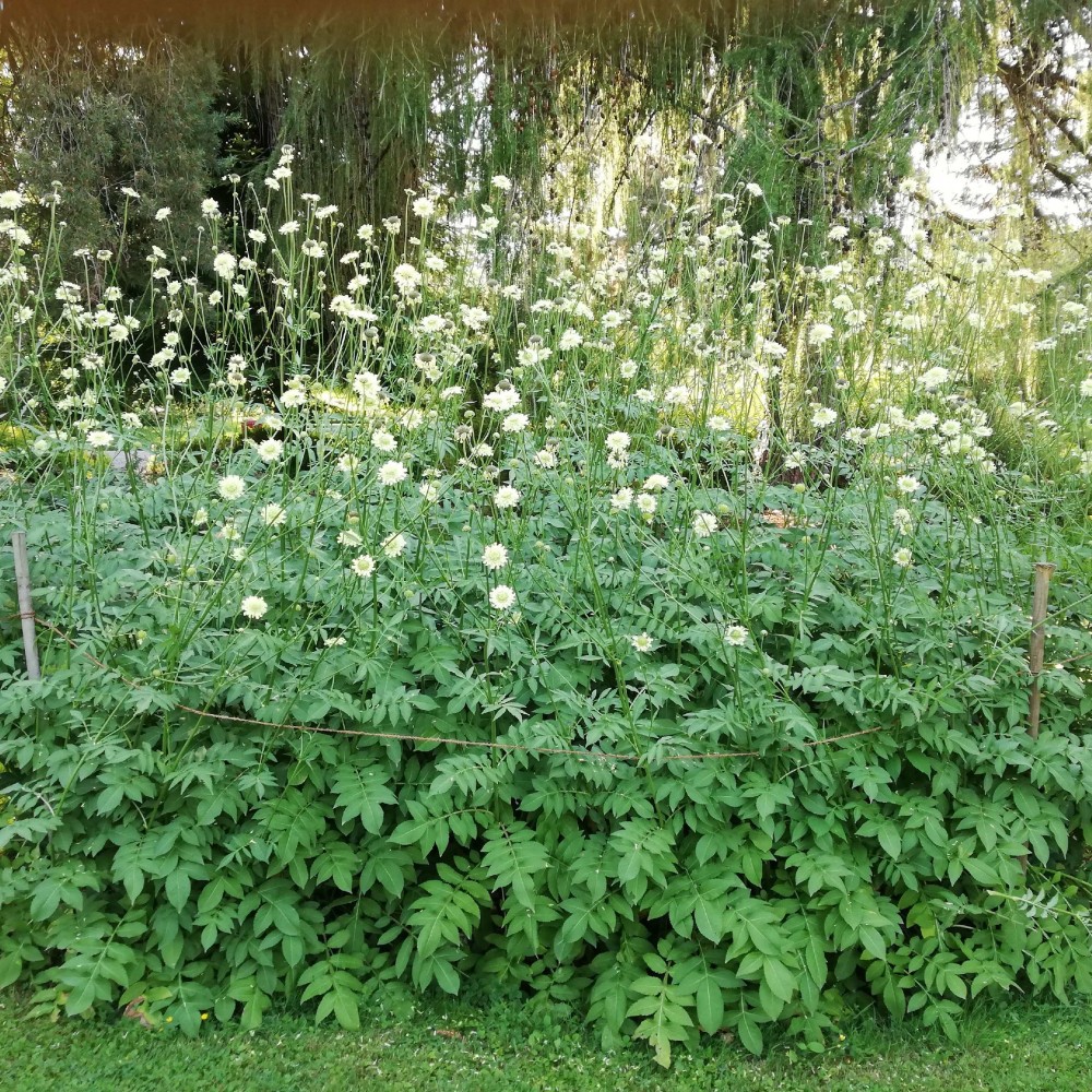 jda-cephalaria-gigantea