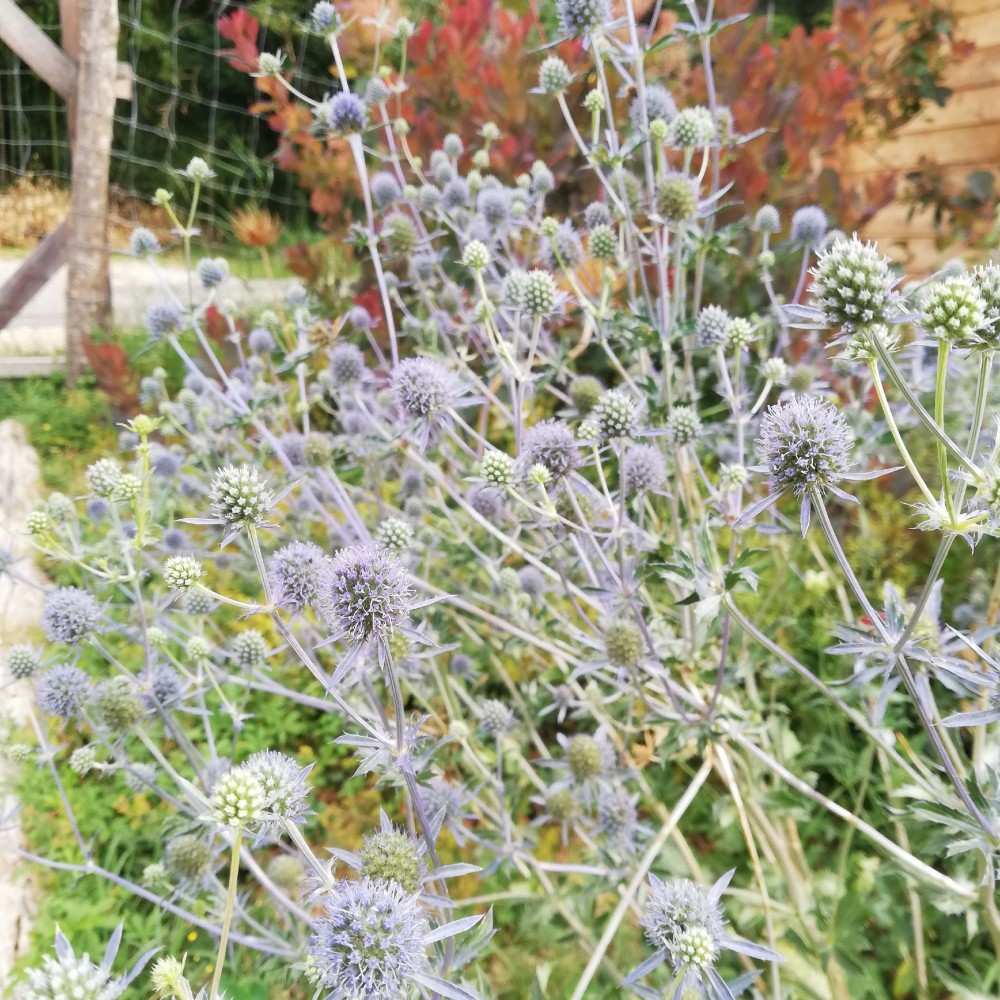 JDA Eryngium planum