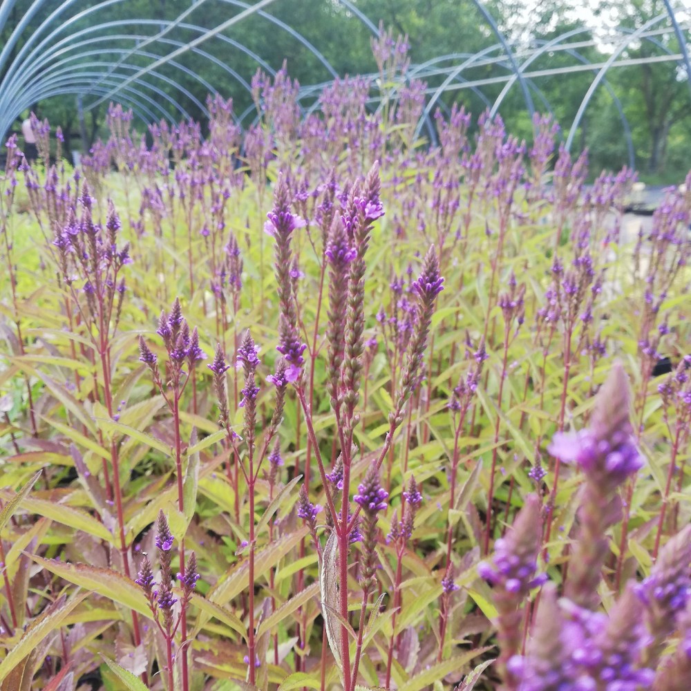JDA Verbena hastata 'Pink Spires'