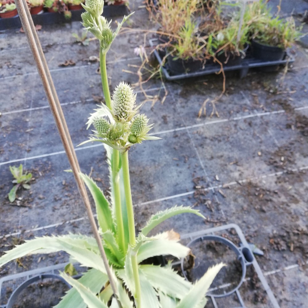 JDA Eryngium agavifolium