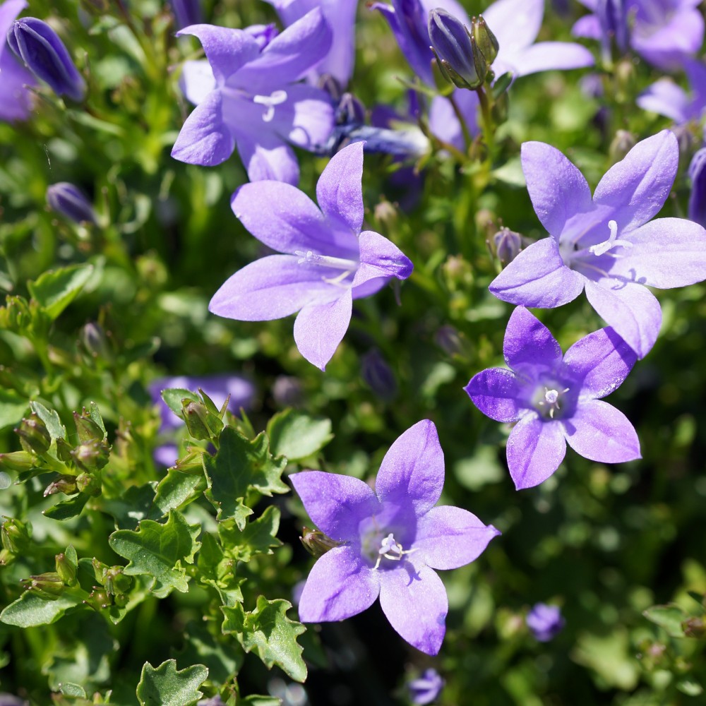 JDA Campanula muralis
