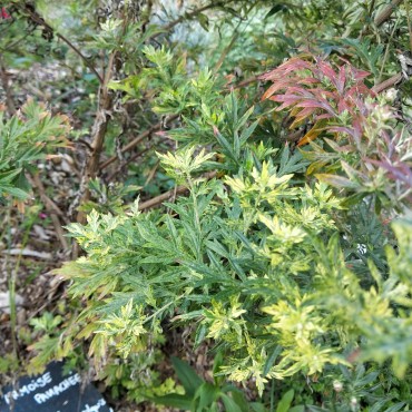 Artemisia vulgaris 'Cragg-Barber Eye'