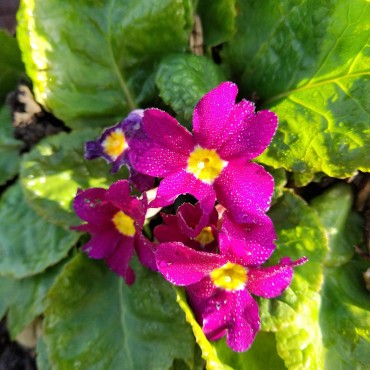 Primula juliae 'Wanda'