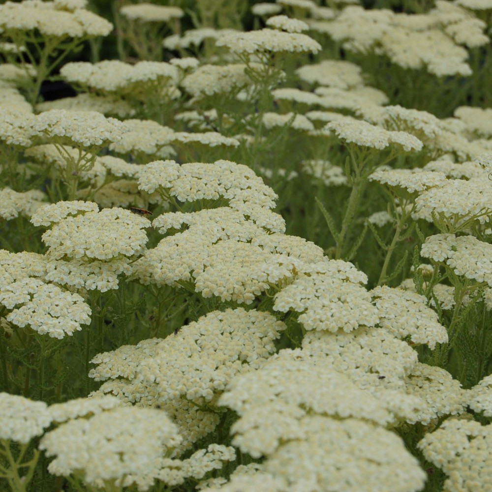 JDA Achillea crithmifolia