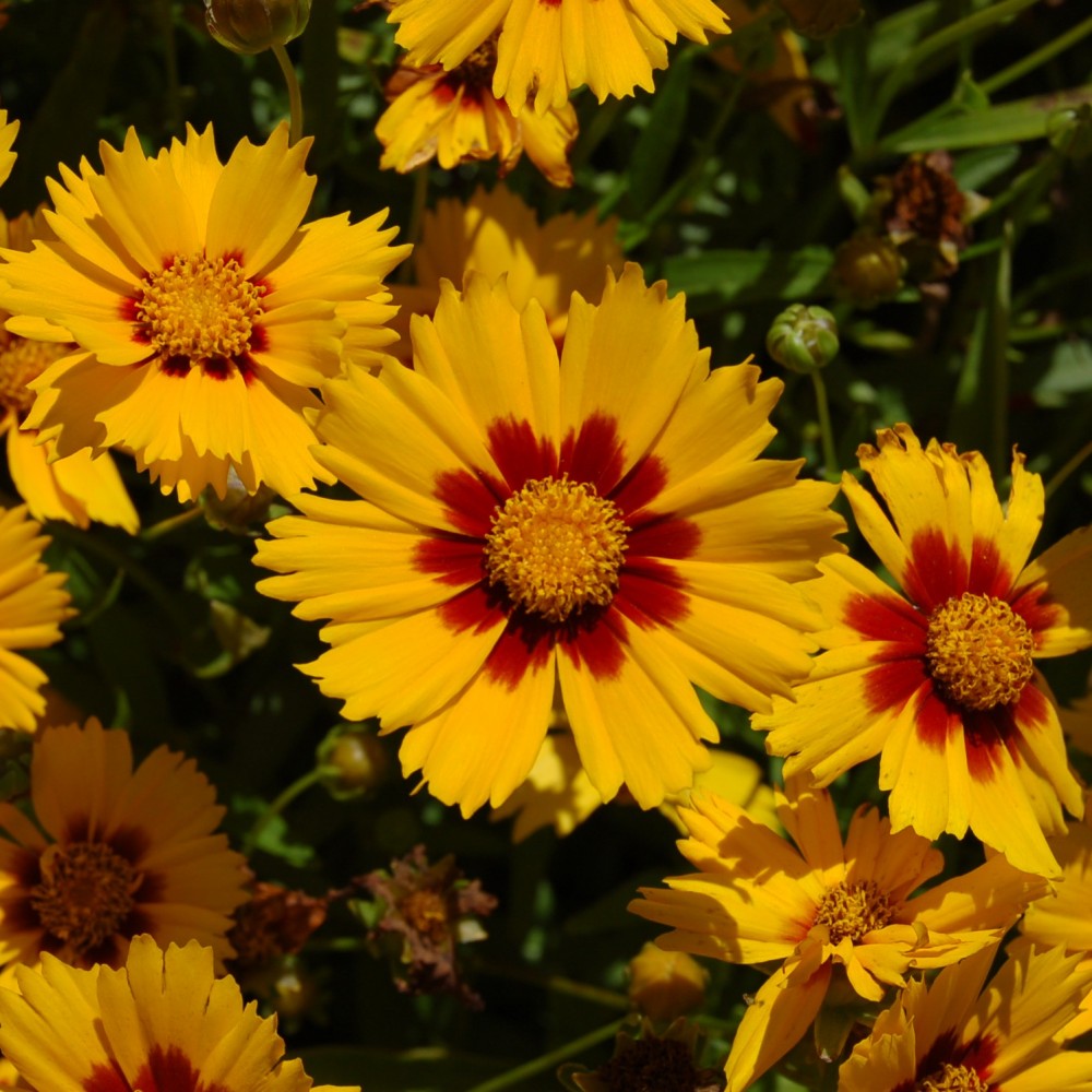 JDA Coreopsis grandiflora 'Sonnenkind'