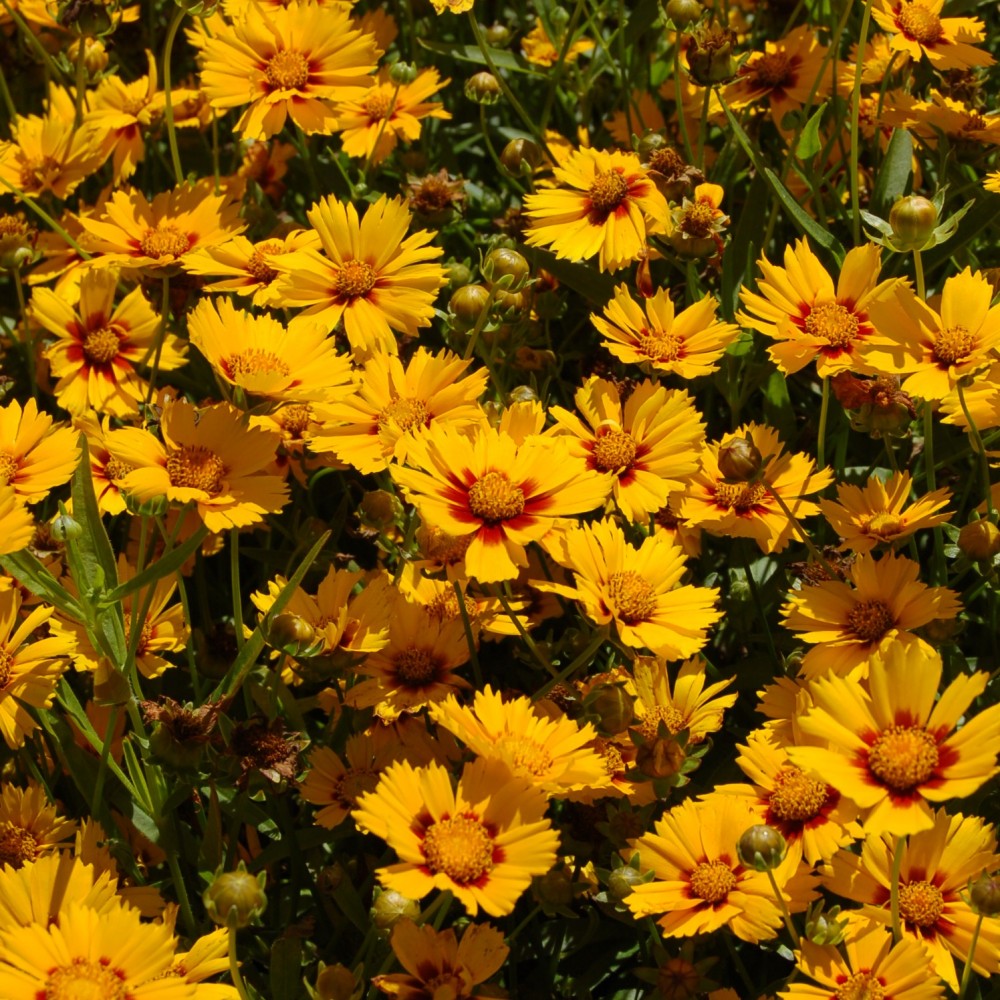 JDA Coreopsis grandiflora 'Sonnenkind'