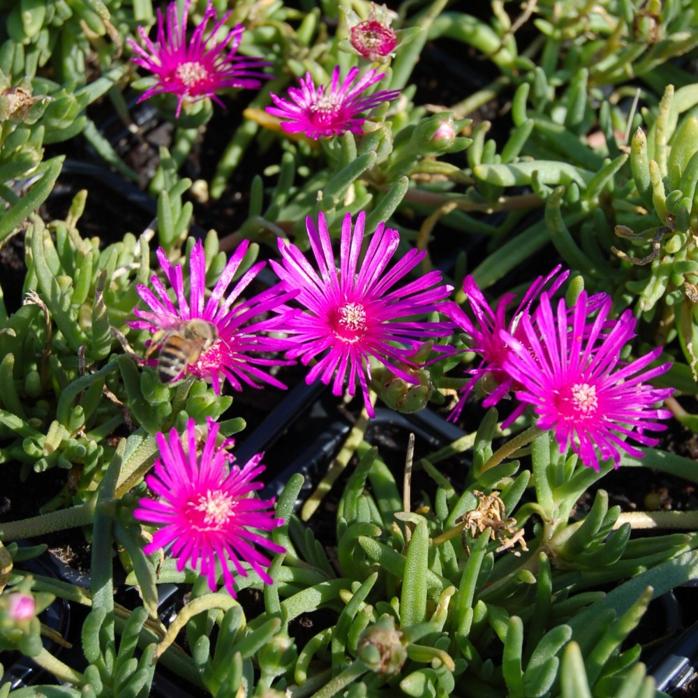 JDA Delosperma cooperii