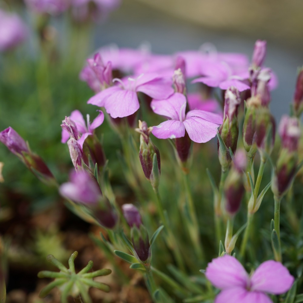 JDA Dianthus microlepis