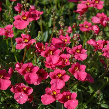 Diascia barbatus 'Ruby Field'