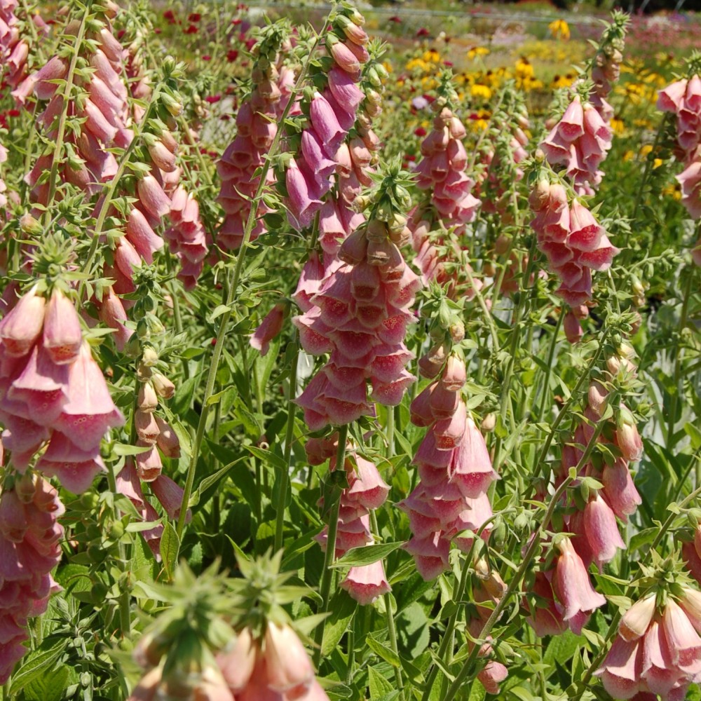 JDA Digitalis mertonensis 'Summer King'