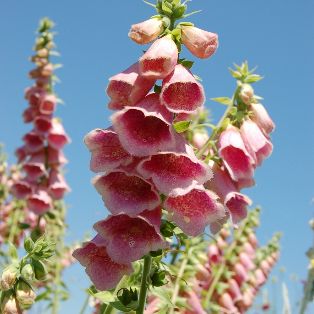 JDA Digitalis mertonensis 'Summer King'