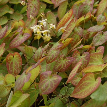 Epimedium versicolor 'Sulfureum'