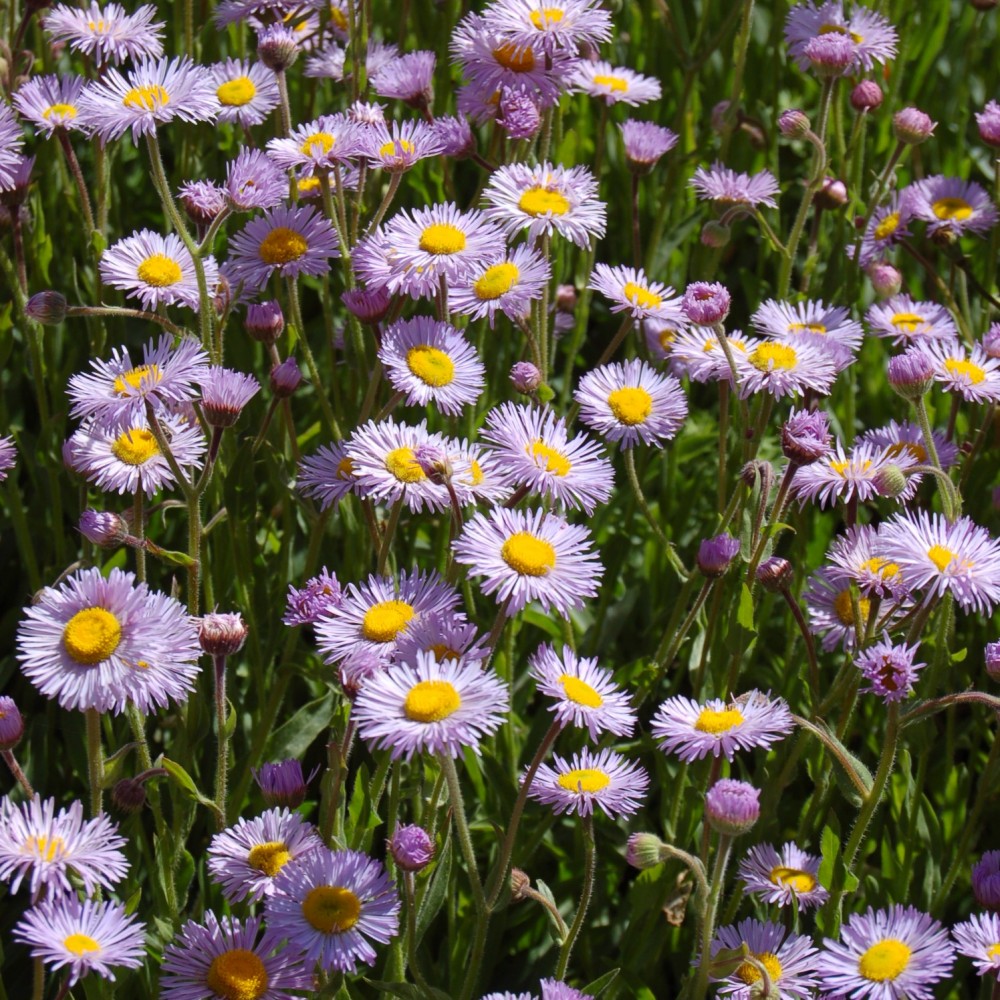 JDA Erigeron glaucus (bleu)