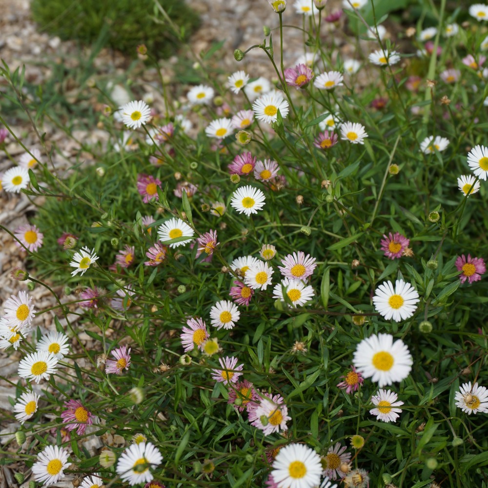 JDA Erigeron karvinskianus
