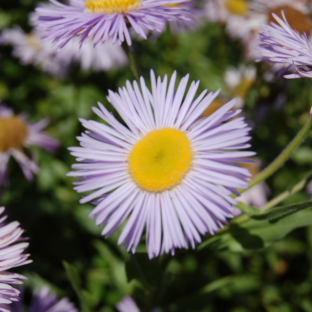 JDA Erigeron speciosus 'Grandiflorus'