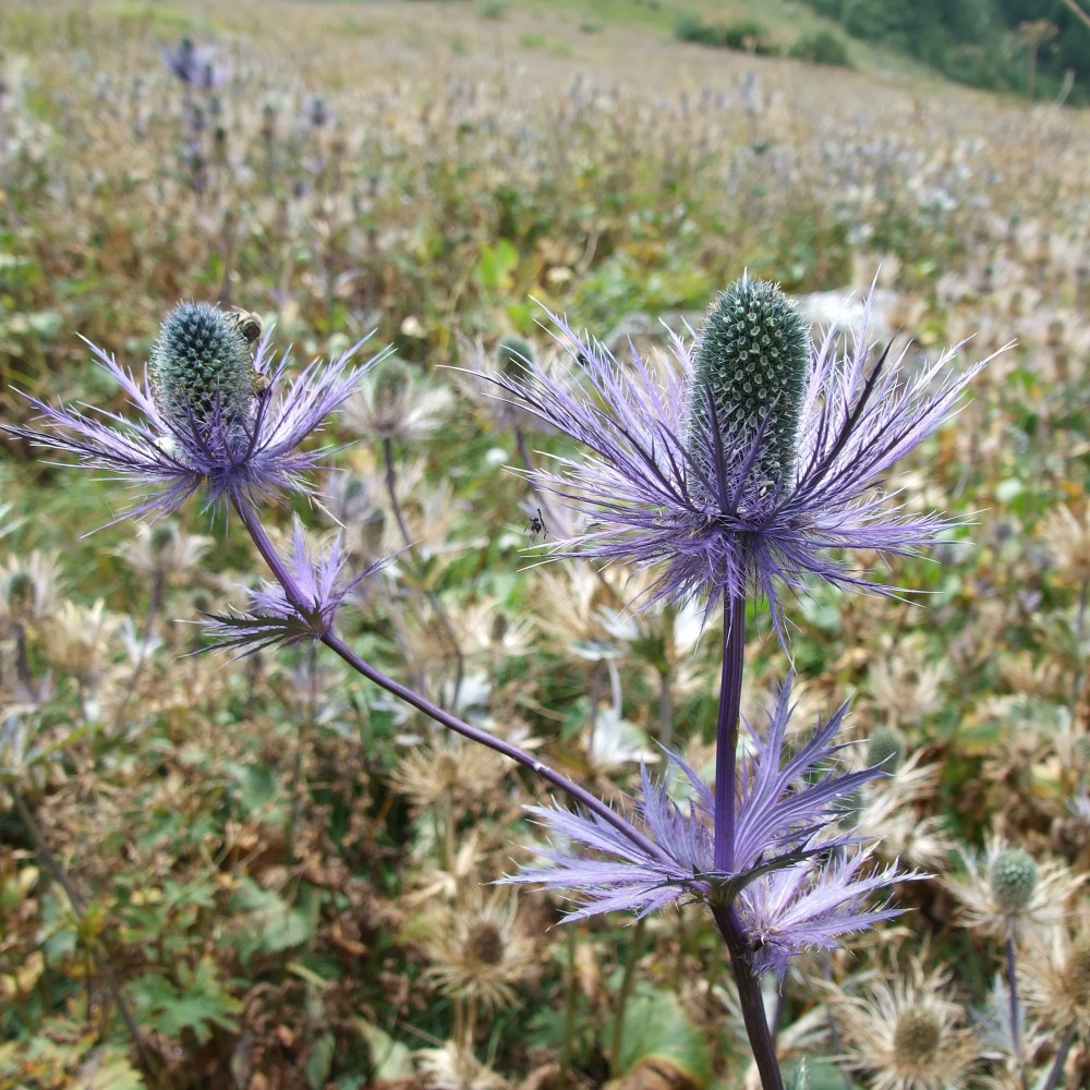 JDA Eryngium alpinum 'Blue Star'