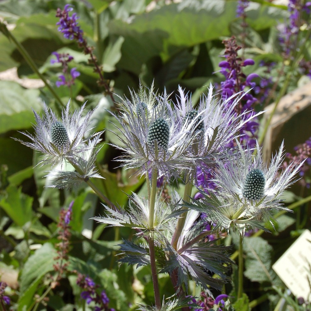 JDA Eryngium alpinum 'Blue Star'