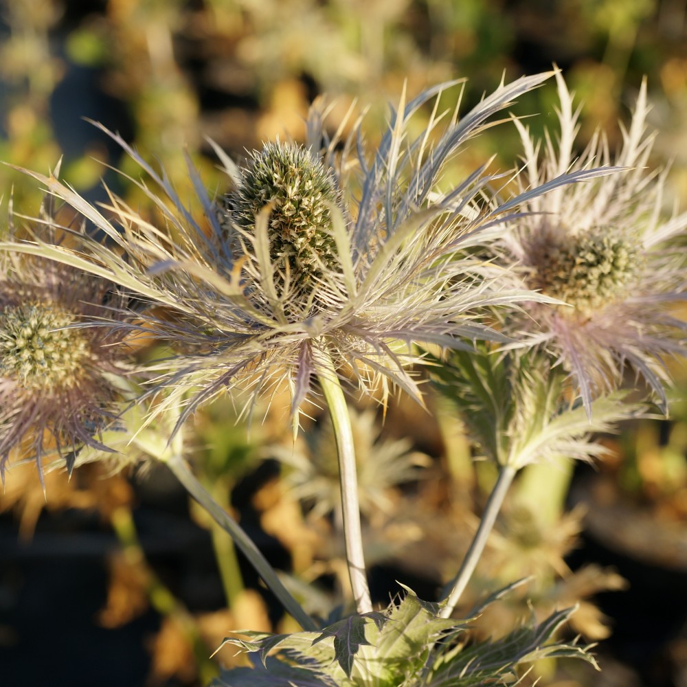 JDA Eryngium alpinum 'Donard'