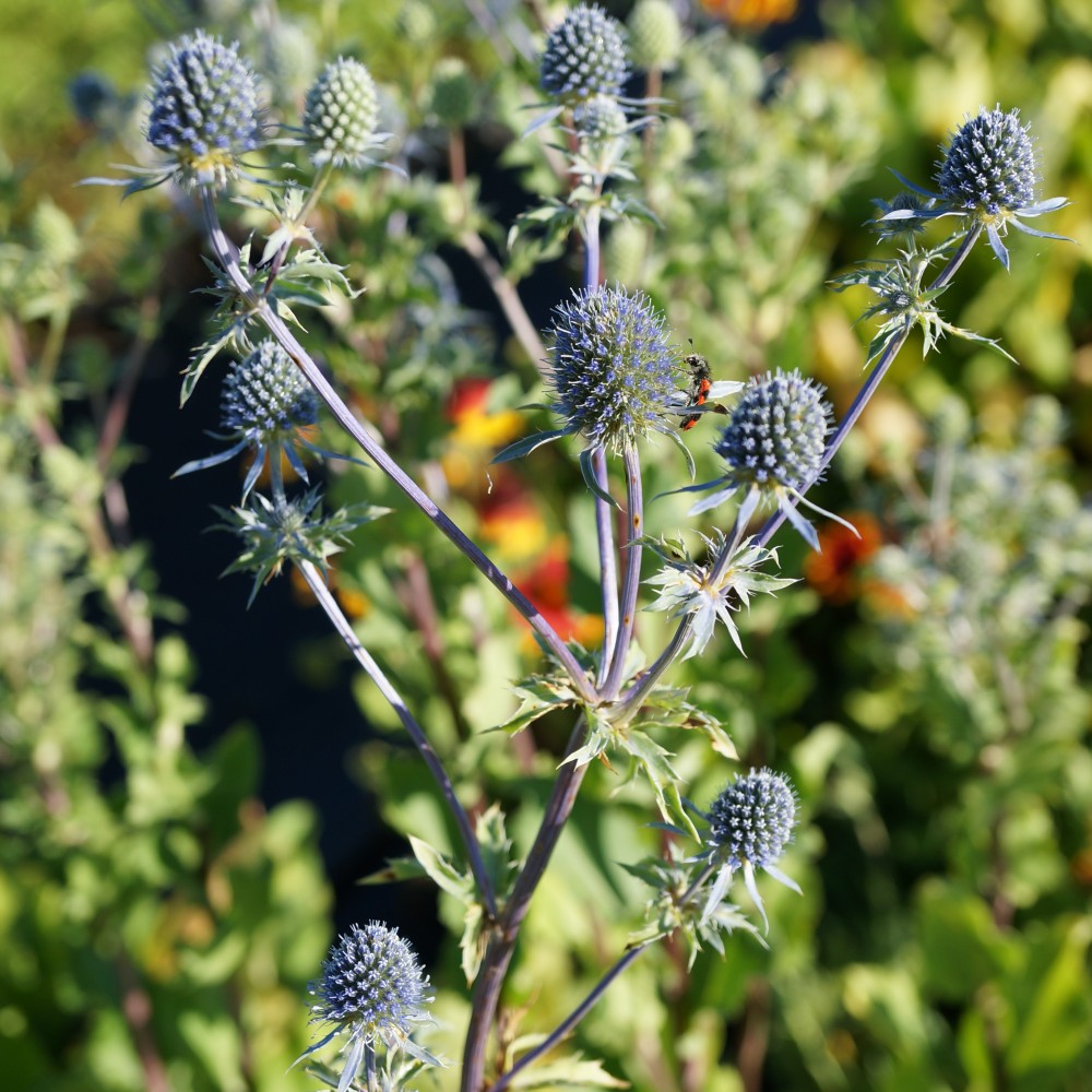 JDA Eryngium planum