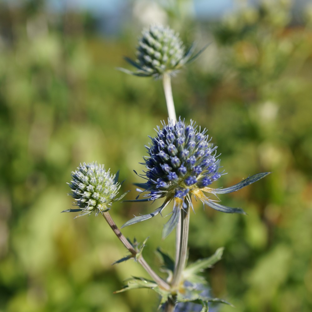JDA Eryngium planum