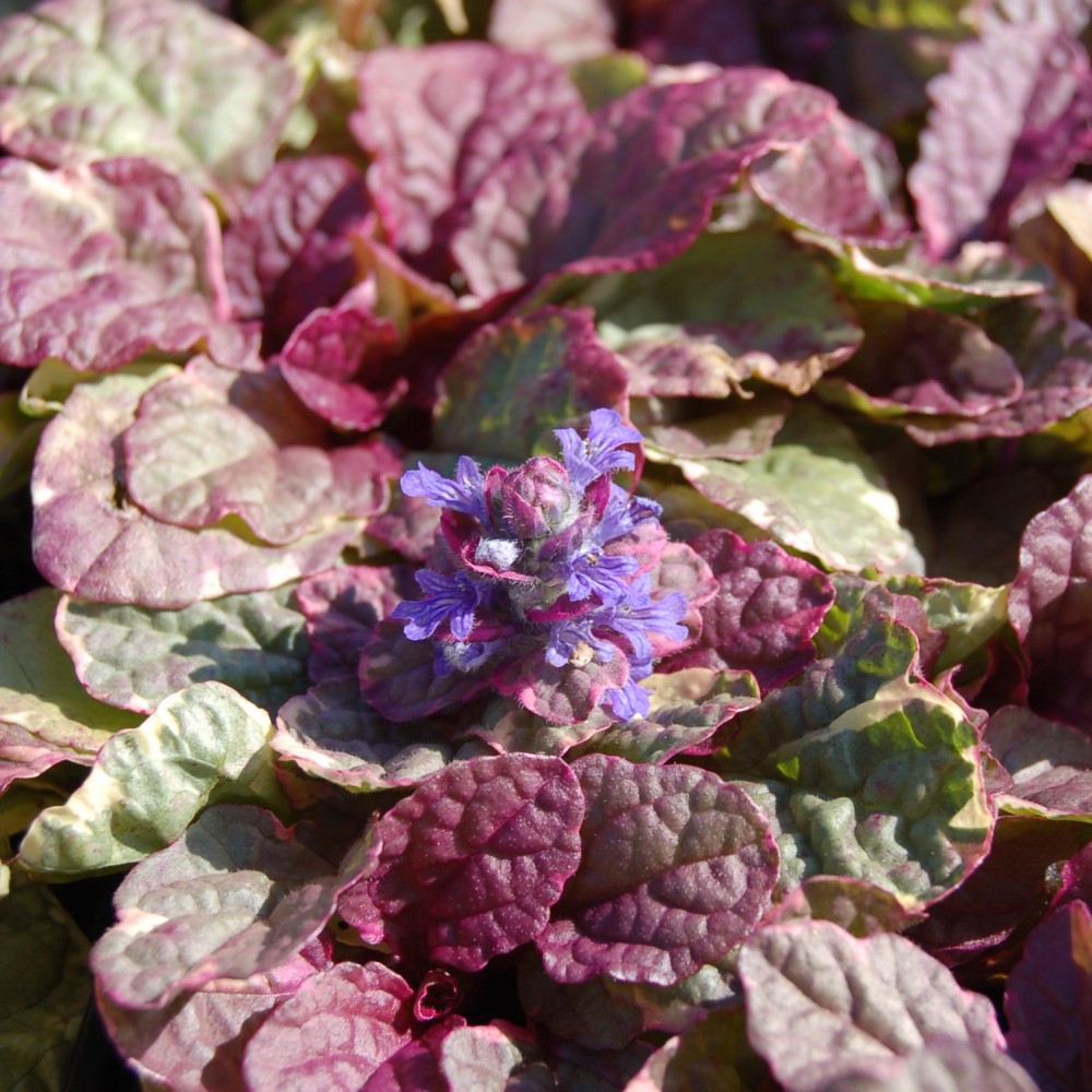 JDA Ajuga Reptans 'Burgundy Glow'