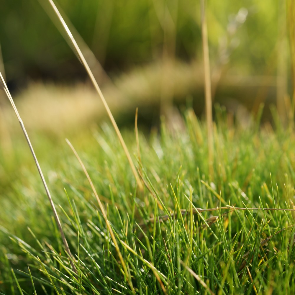 JDA Festuca scoparia syn F gautieri