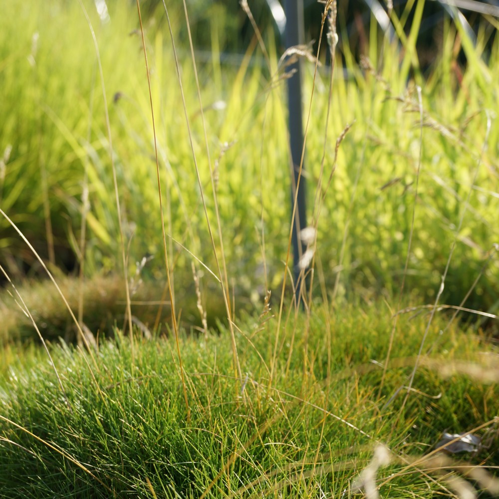 JDA Festuca scoparia syn F gautieri